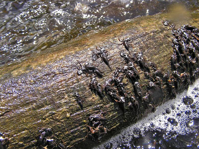 Several large stoneflies recently emerged and left their nymphal skins on this log in fast water.  Imitating the fluttering adults helped me hook a couple trout.