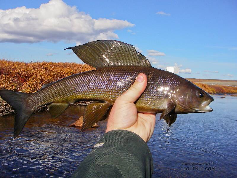 The Kuparuk is known and written up in the guides as a good grayling fishery, but this is the only one I caught when I fished half a mile up from the road.  Grayling can be fairly migratory, and perhaps they were already elsewhere preparing for winter when I fished.
