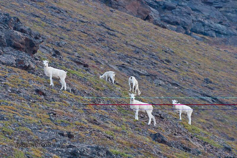 Dall sheep on the side of the mountain overlooking Galbraith Lake, north of Atigun Pass.

From Dalton Highway in Alaska