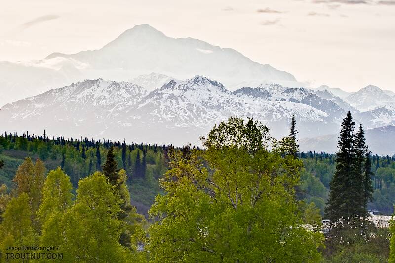 Denali in the background, towering over the rest of the Alaska Range and the Chulitna River in the foreground.

From Parks Highway in Alaska