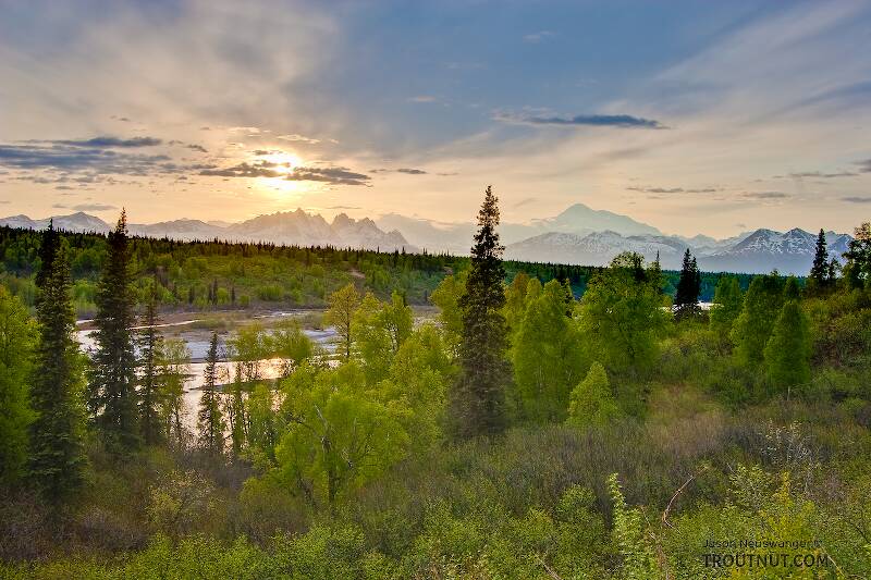 I took this picture on my way home from Homer, from one of the Denali overlooks on the Parks Highway a ways north of Talkeetna.  That is an amazing drive at all times of year, and spring is no exception.  The highest, most distant mountain visible is Denali / Mount McKinley, while the rest of the Alaska Range rises over the Chulitna River in the foreground.

From Parks Highway in Alaska