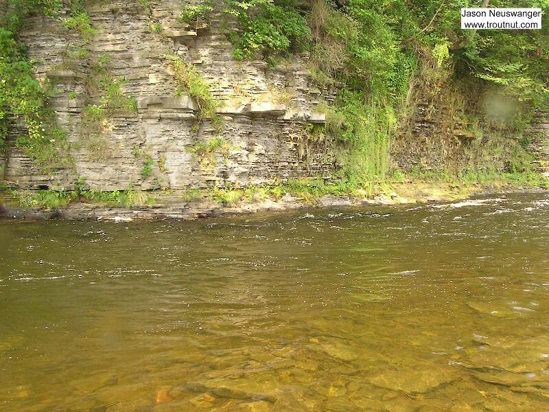 Thousands of big trout and salmon pass by here each year.

From the Salmon River in New York