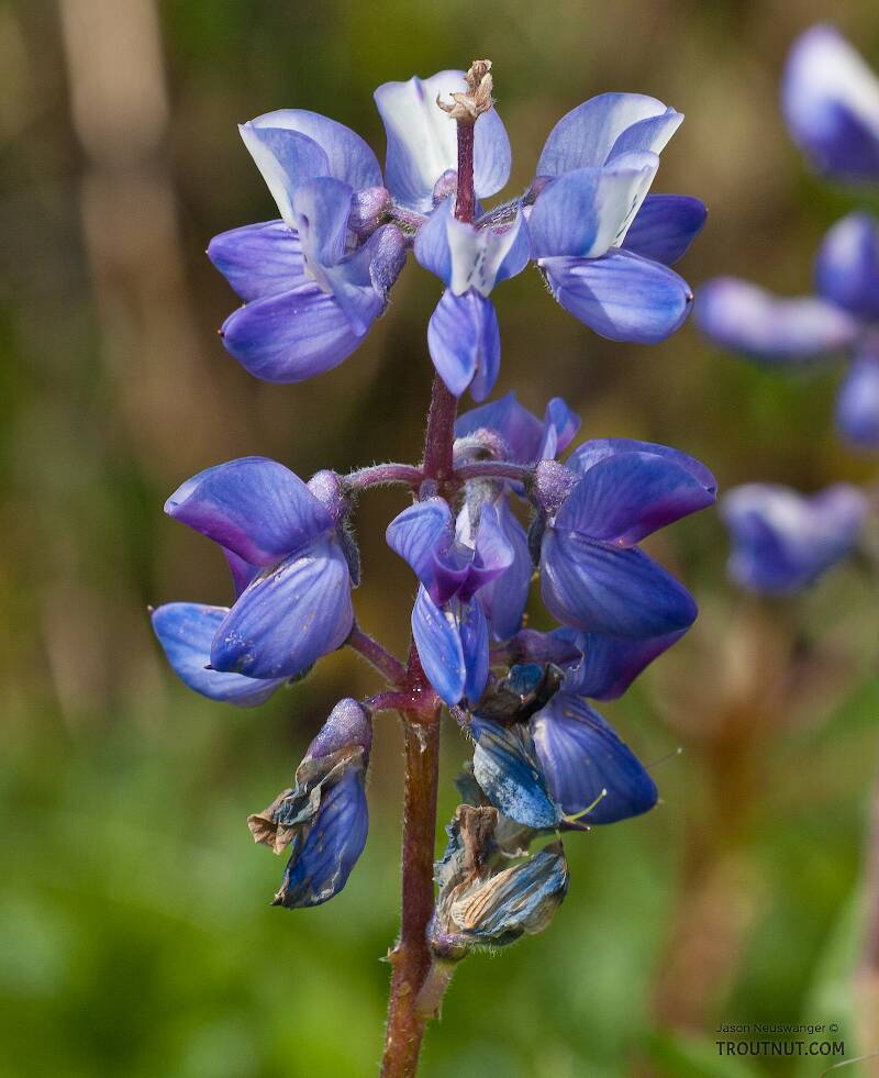 This is some species of lupine, but I'm not sure which.

From Coal Mine Road in Alaska