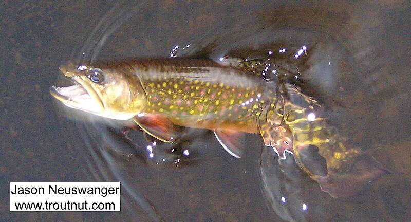 This gorgeous 9" brook trout fell for a size 20 spinner on a glassy spring-fed river.