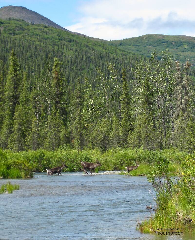 While I was taking pictures of the whitefish I caught, I heard loud splashing in the water upstream.  Two caribou cows and their calves were crossing the river.  (Only one calf is visible here.)

From the Gulkana River in Alaska