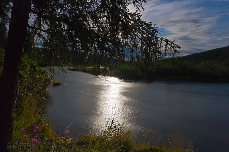 A moonbeam illuminates a riffle and some fireweed.

From the Gulkana River in Alaska