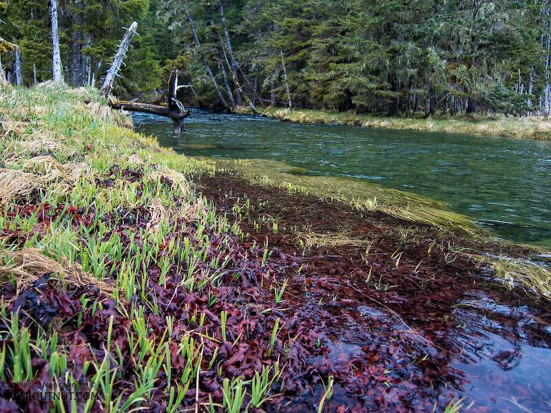 Tide flat grass grazed by bears

From Prince William Sound in Alaska