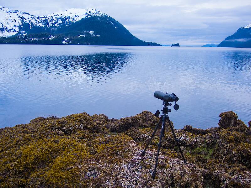Spotting scope set up on the barnacles at low tide, looking for bears.

From Prince William Sound in Alaska