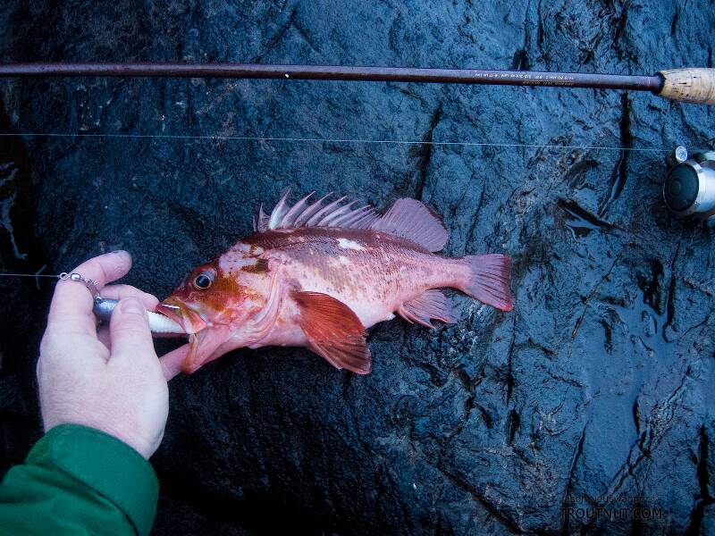 My first rockfish (a copper rockfish).

From Prince William Sound in Alaska