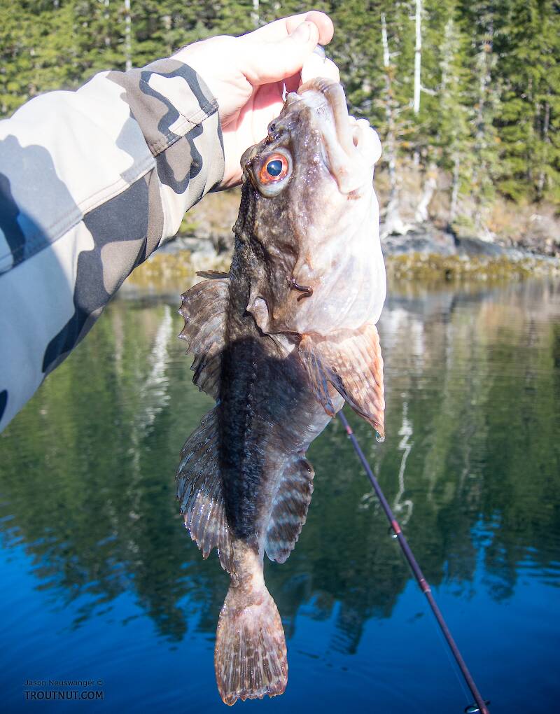 Another cool marine sculpin.

From Prince William Sound in Alaska
