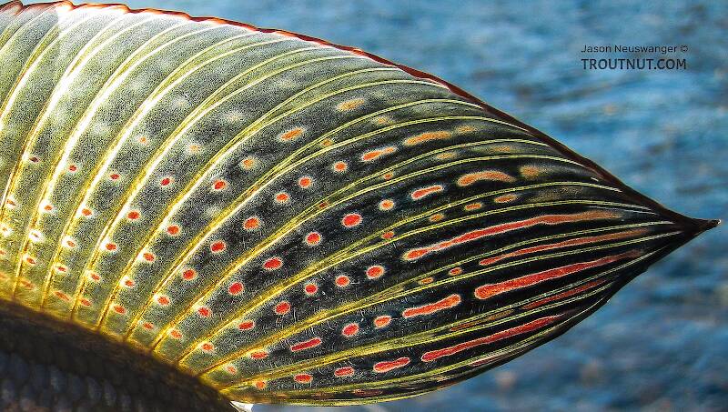 The dorsal fin of a grayling is one of the prettiest sights in Alaska.