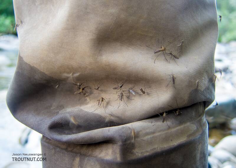 Mosquitoes trying to bore a tunnel into my wader leg.

From Mystery Creek # 170 in Alaska