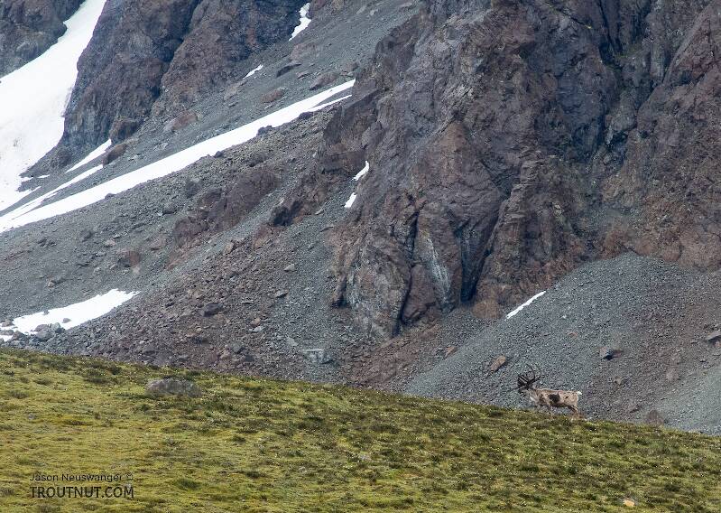 Bull caribou walking away

From Clearwater Mountains in Alaska