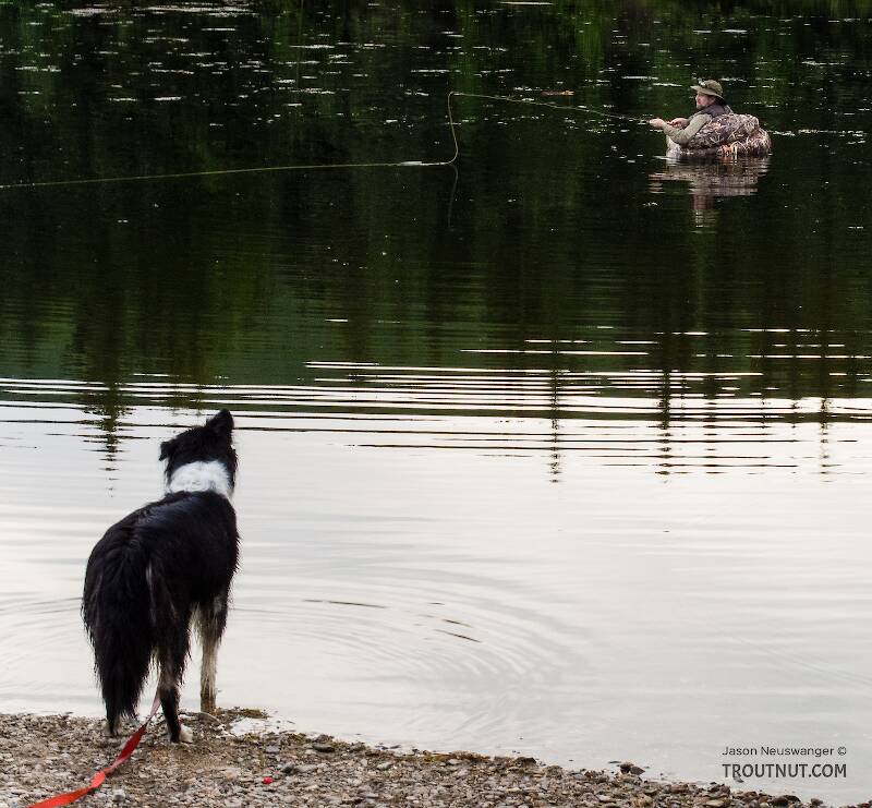 Exiled dog. I fished for about twenty minutes with her swimming around and around my float tube, then finally we tied her up on shore so I could make a few casts without worrying about catching something way too big & furry.

From Mile 36.6 Pond in Alaska