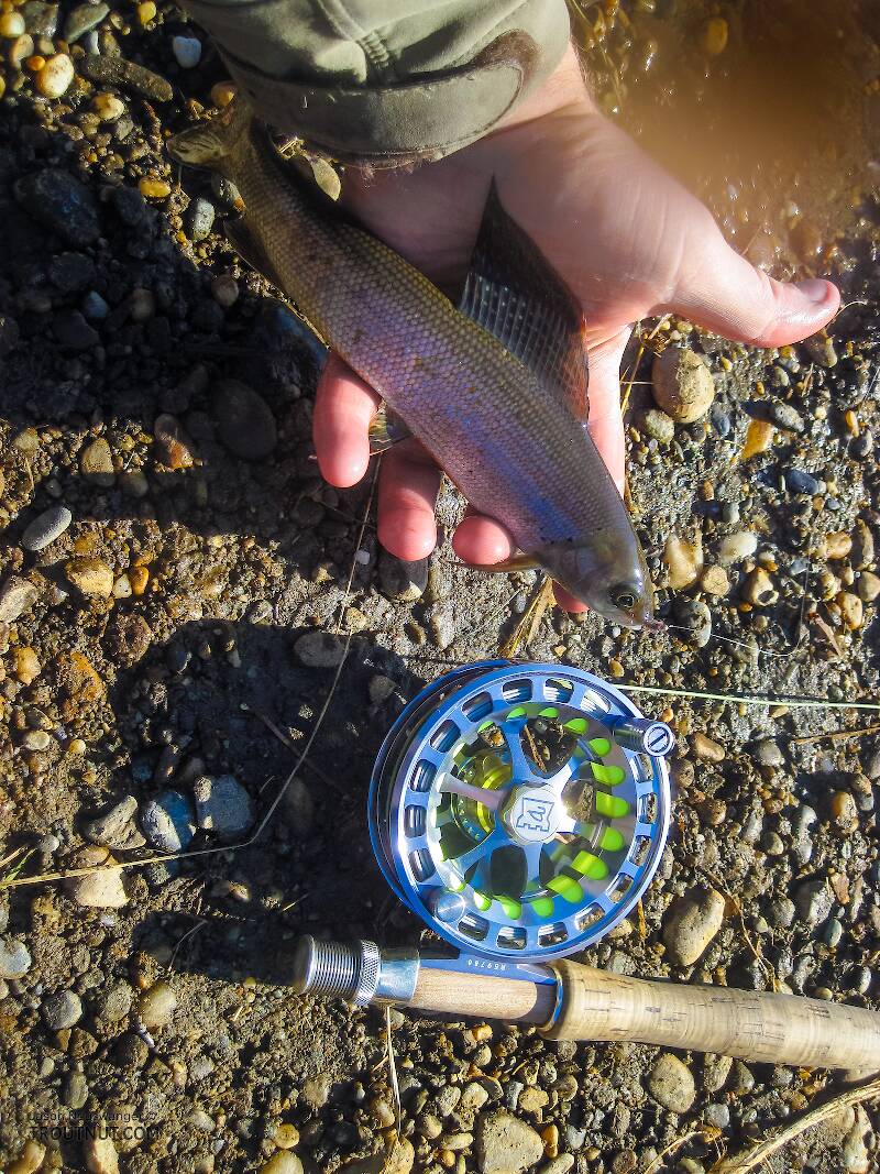 First little grayling on the new Hardy reel.