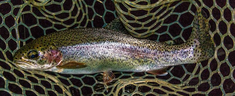 It's not all cutthroat -- here's a little 13" rainbow in the net