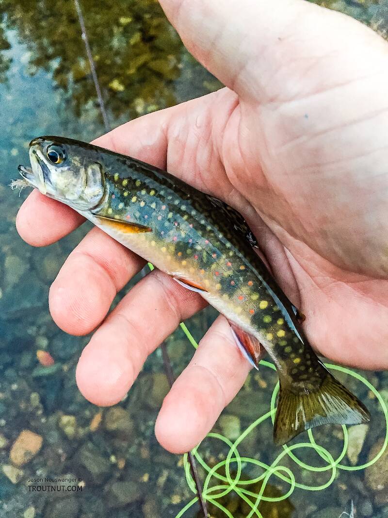 Hard to believe, but I think this was my first brook trout in six years! I had caught every other North American Salvelinus more recently than a brookie.