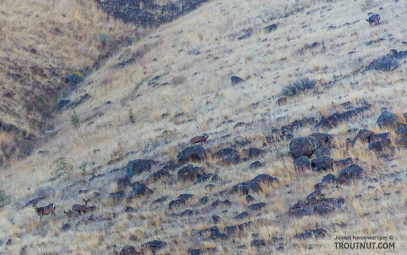 Mule deer on a hillside above the Yakima

From the Yakima River in Washington