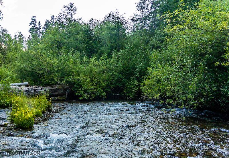 Huckleberry Creek in Washington