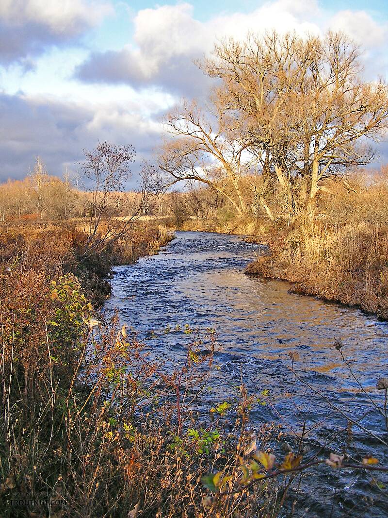 This little Lake Ontario tributary looked beautiful in mid-November, but I found no lake run fish.

From Little Sandy Creek in New York