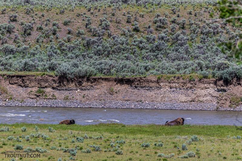 Two bison cooling off in the Lamar River

From the Lamar River in Wyoming