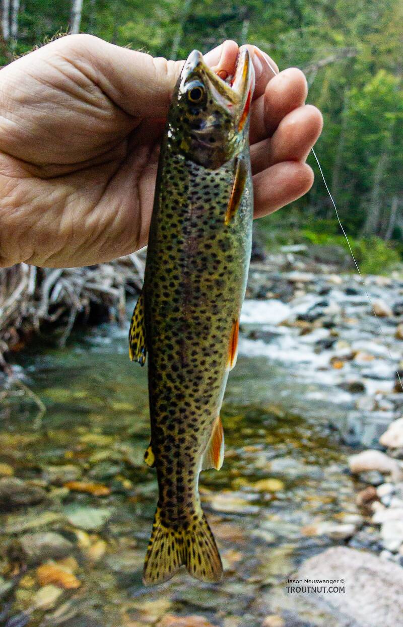 Pretty little coastal cutthroat from the South Fork.
