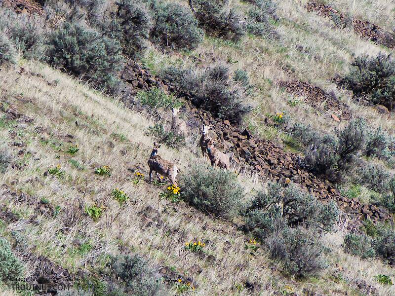 These bighorn ewes were watching over the Yakima as I fished.

From the Yakima River in Washington