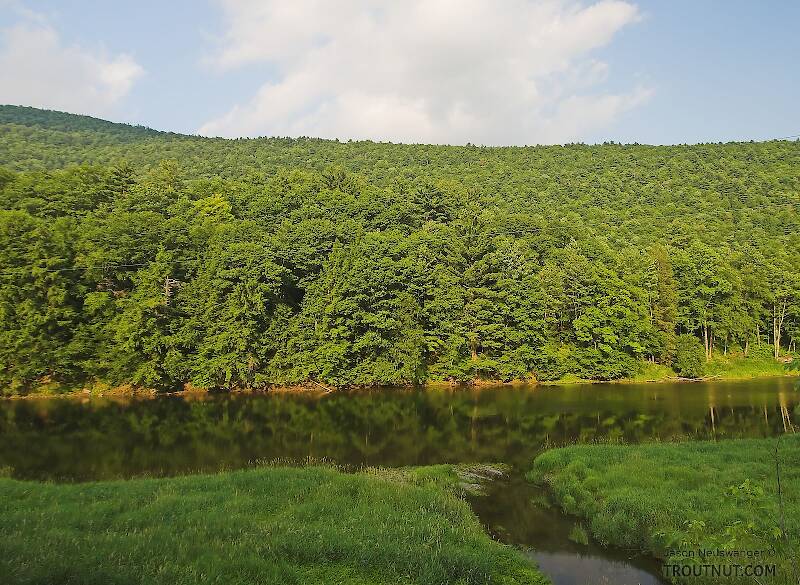 A large, slow Catskill trout river meanders in the shadow of a mountain.

From the East Branch of the Delaware River in New York