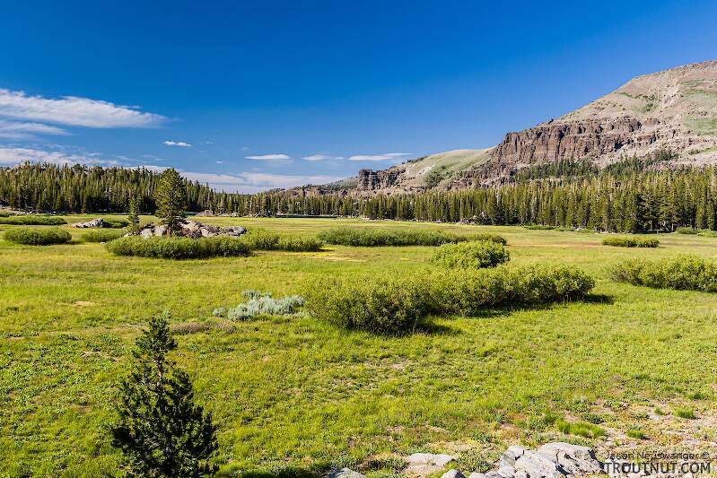 Beautiful meadow in the headwaters of the Upper Truckee.

From the Upper Truckee River in California