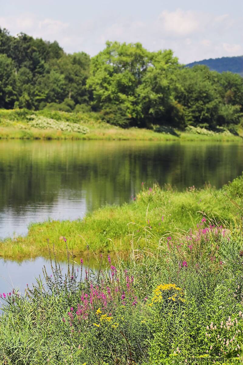 Late-summer wildflowers bloom along a large trout river.

From the Delaware River, Junction Pool in New York