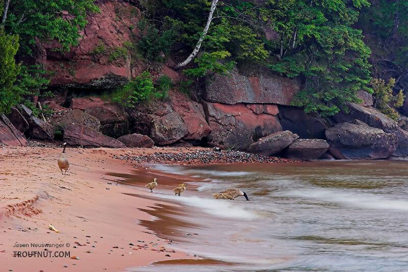 A family of geese take a drink from Lake Superior.  They then swam out effortlessly into the high breaking waves and foiled the retrieving efforts of somebody's ambitious dog.

From Big Bay on Madeline Island in Lake Superior in Wisconsin