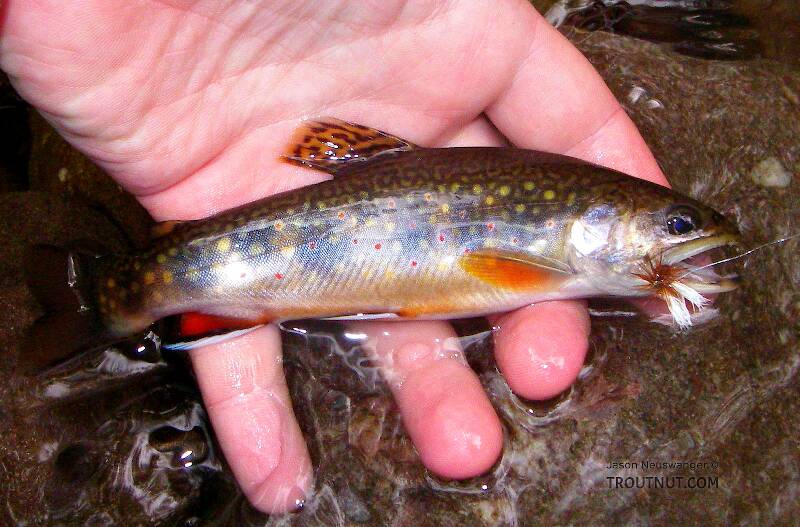 This beautiful brookie comes from a very remote, crystal-clear small stream in the Catskills.