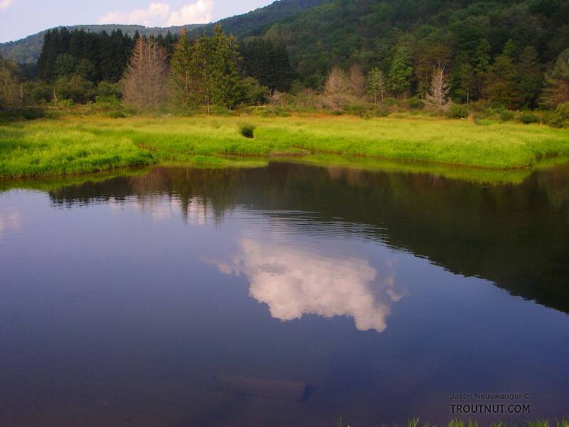 This pretty little mountain valley pond held several browns and brookies, not huge but outsized for their small stream, and the water was so clear I could sight-fish for them across half the pond.  There was also a school of bullheads swimming laps.

From the East Branch of Trout Brook in New York