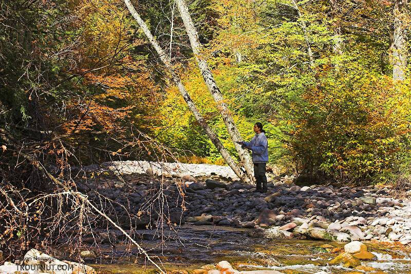 Lena fishing a nice hole.

From the Mystery Creek # 23 in New York