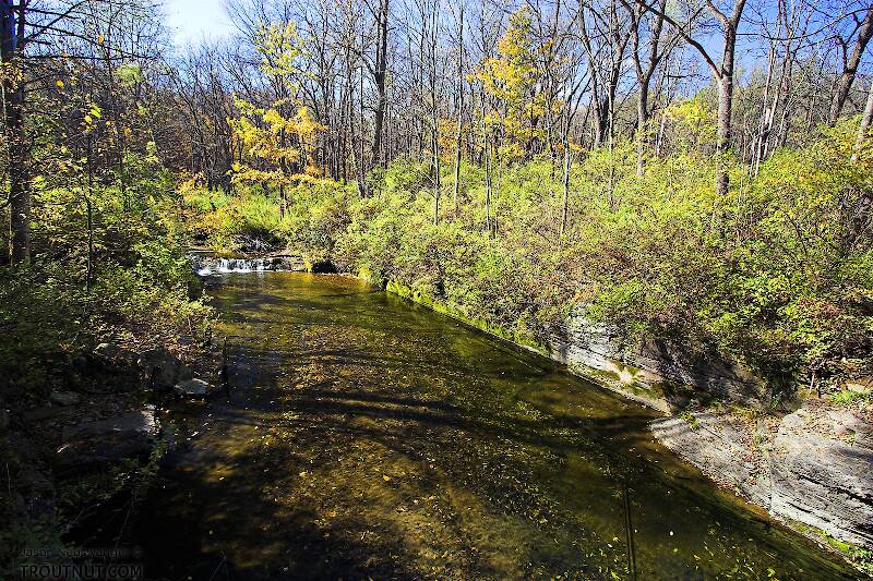 Many trout live in this pool, but they're very difficult to approach.  The stream is very small and the pool unusually large, so the current is very slow.  The trout have all the time in the world to inspect the fly, and they spook extremely easily.

From Mystery Creek # 62 in New York