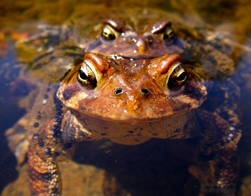 Mating toads, a common sight on Catskill rivers in early May.

From the Neversink River Gorge (unnamed trib) in New York