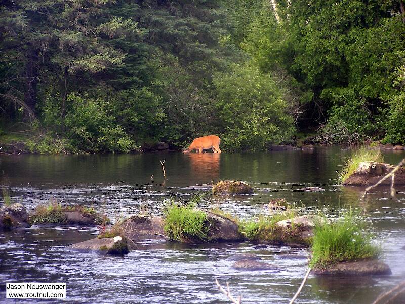 A whitetail deer pretends to be a moose, sticking its head underwater to graze on rich aquatic vegetation.
