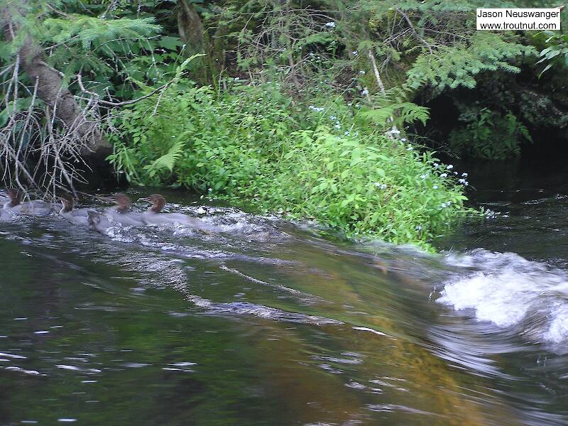An annoying, trout-scaring brood of mergansers shoots a rapids in reverse.