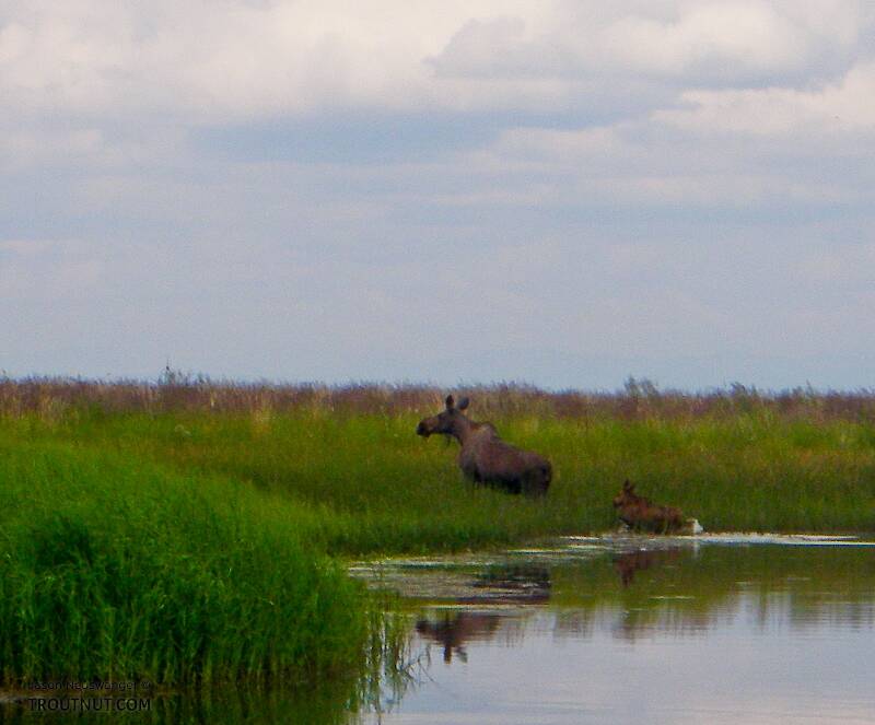 A cow moose with her calf clamber out of the slough we were fishing for pike.

From Minto Flats in Alaska