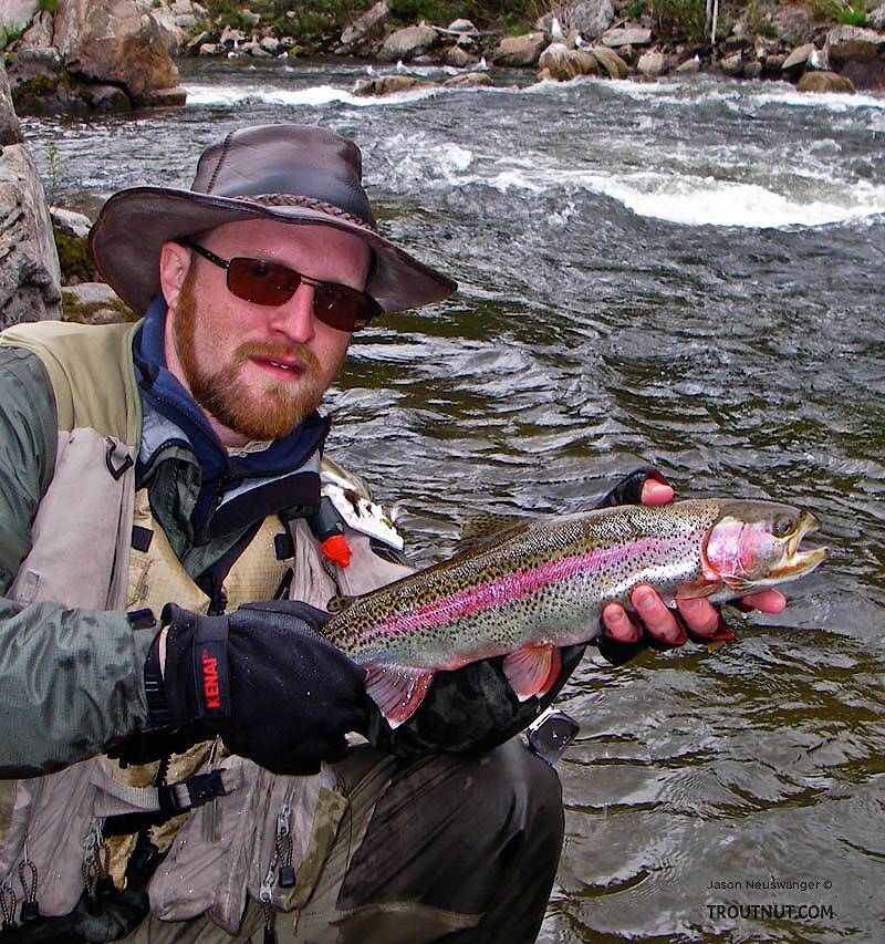This is my biggest and certainly best stream-resident rainbow to date, a wild 19-incher pulled from a Class III-IV rapids.  It's also the first fish ever to take me into my backing.
