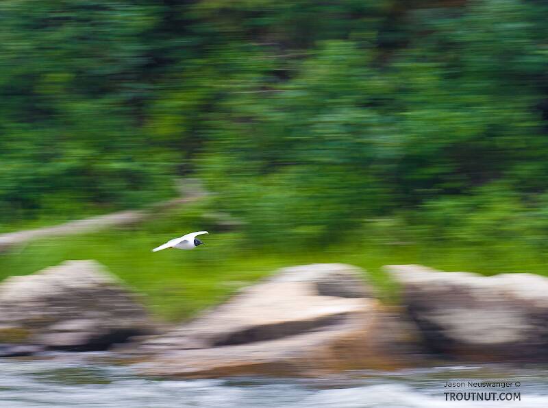 A Bonaparte's Gull cruises low over a rapids.

From the Gulkana River in Alaska