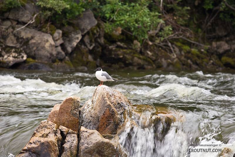 A Bonaparte's Gull perched on a rock.

From the Gulkana River in Alaska