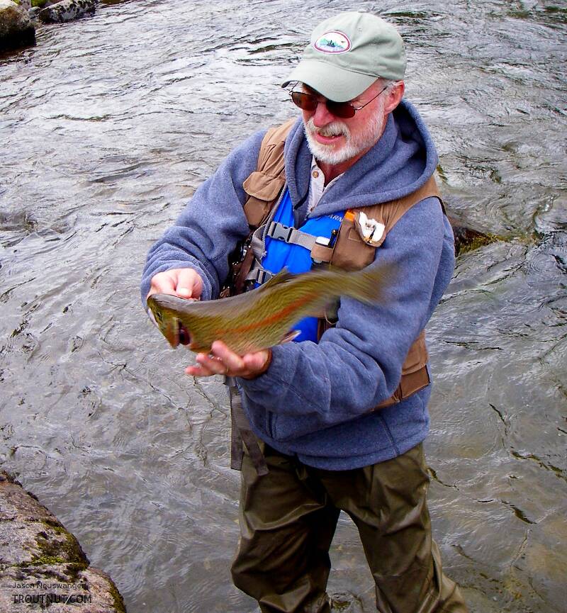Here my dad drops his largest resident rainbow ever, after a spectacular fight.  It's a good 18 inches.