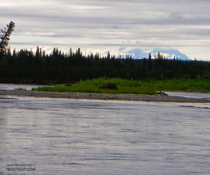 This float trip gave us a couple views of the distant peak of Mount Wrangell, an inactive volcano.

From the Gulkana River in Alaska