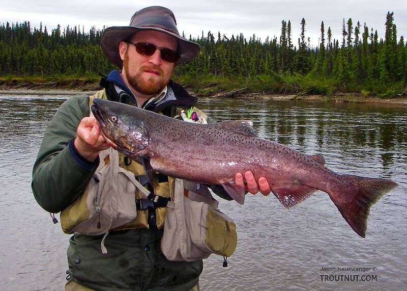 Here's my first Alaskan salmon, a small king that put up a fun fight.