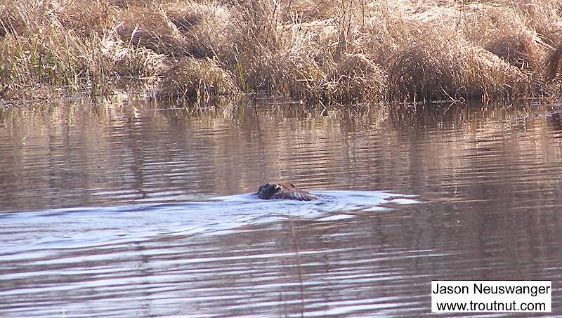 A beaver swims around the swampy corpse of a trout stream his species destroyed, with a little help from ours.

From Eddy Creek in Wisconsin