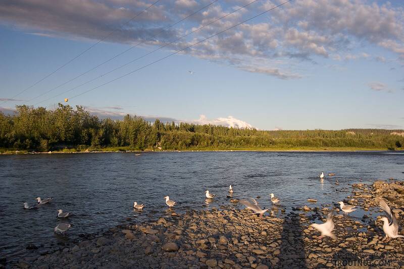 These seagulls live at the salmon-cleaning station during this time of year.

From the Gulkana River in Alaska