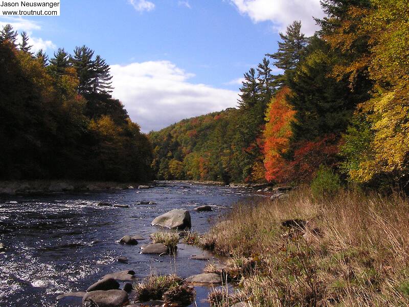 This beautiful, remote stretch of one of the lesser-known large Catskill trout streams produced my only trout in two days of slow fishing, a 9 inch brown. Better than nothing! In fact, even "nothing" in this setting is really something!

From the Neversink River Gorge in New York