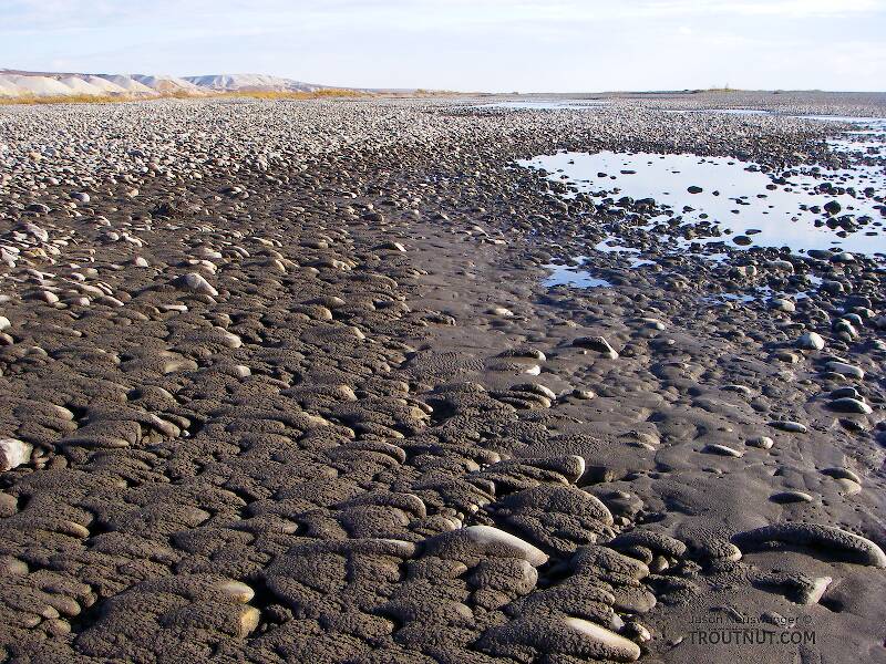 A muddy, mile-wide cobble bar on the very lower Sagavanirktok (or "Sag") River.

From the Sagavanirktok River in Alaska