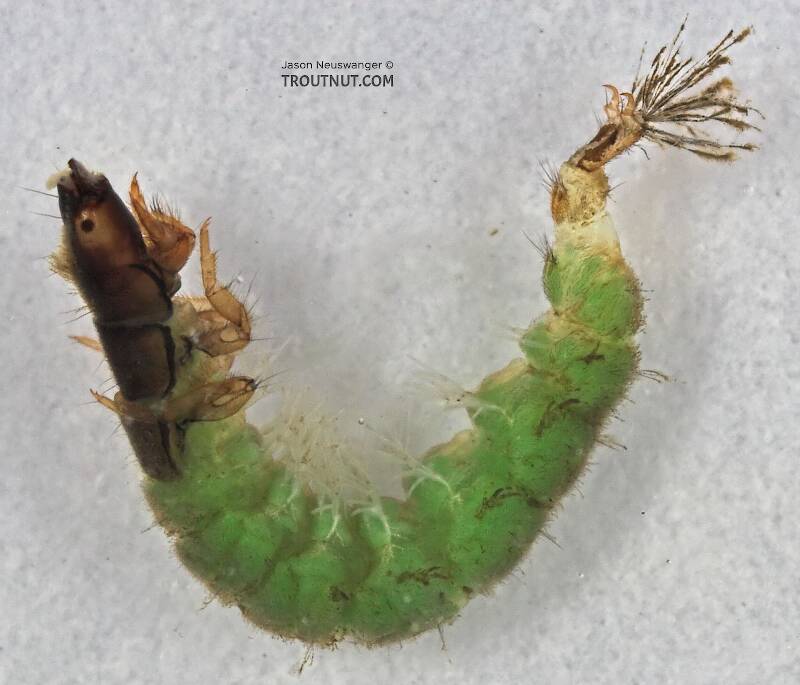 Lateral view of a Hydropsychidae Caddisfly Larva from Cascadilla Creek in New York